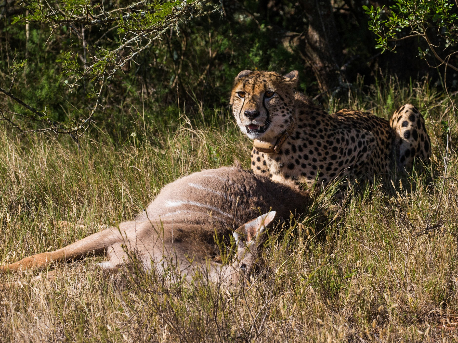 This Bushbuck Is Mine