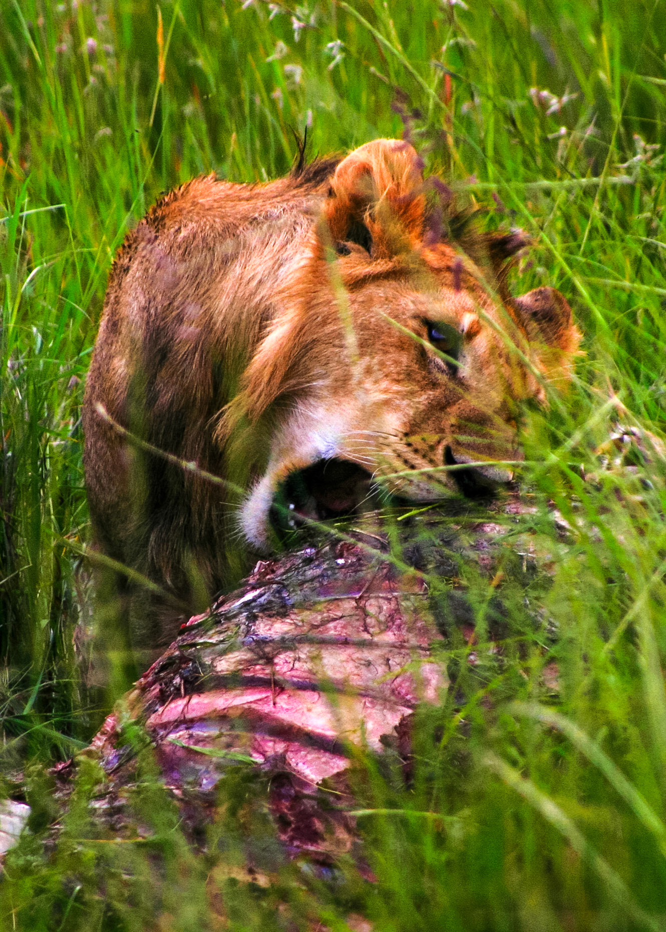 Young Lion Feeding On A Kill