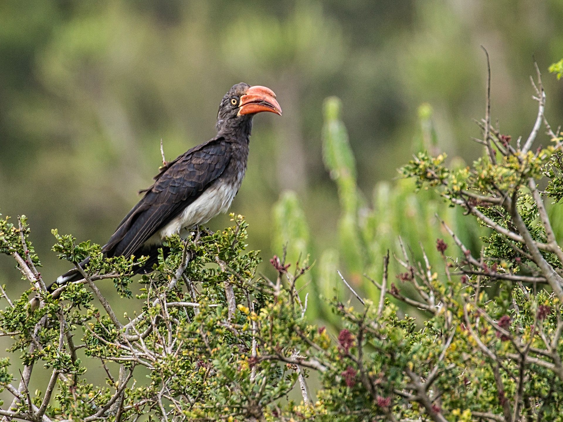 The Crowned Hornbill (Tockus alboterminatus) is a medium-sized bird, 50–54 centimetres (20–21 in) in length, and is characterized by its white belly and black back and wings. The tips of the long tail feathers are white. The eyes are yellow; the beak is red and presents a stocky casque on the upper mandible. In females, the casque is smaller.