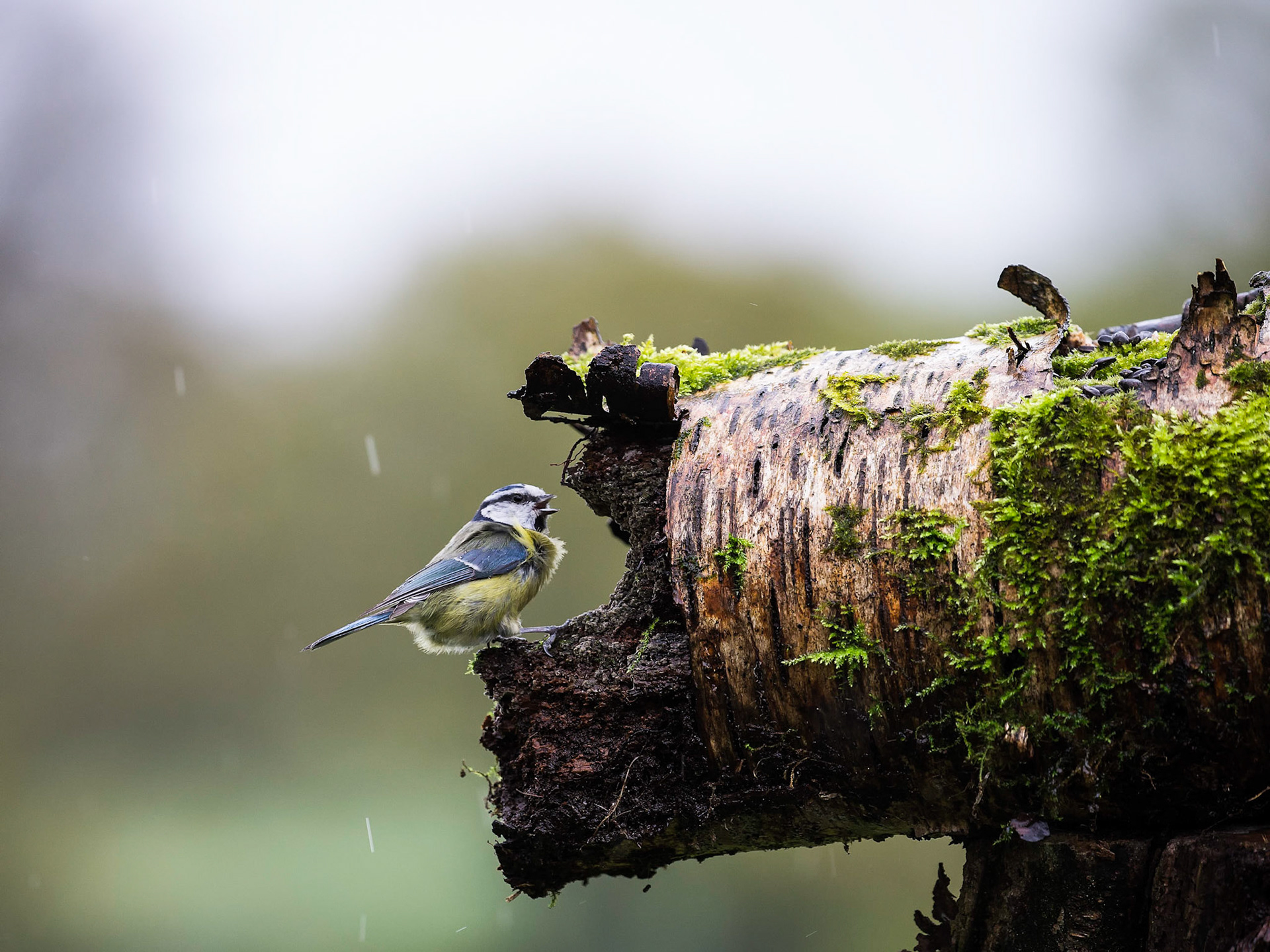 Blue Tit Singing In The Rain