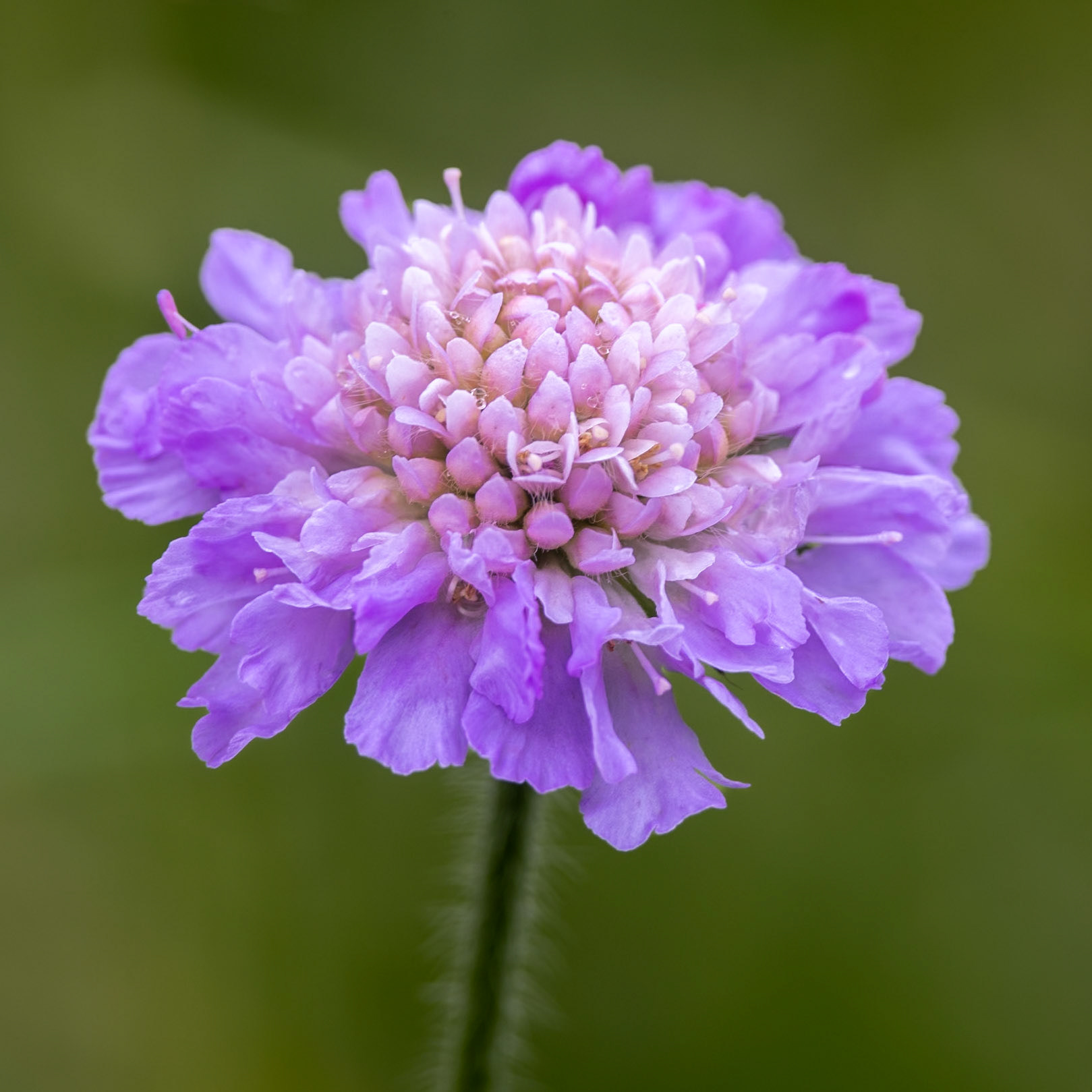 The Dove Pincushion (Scabiosa columbaria)