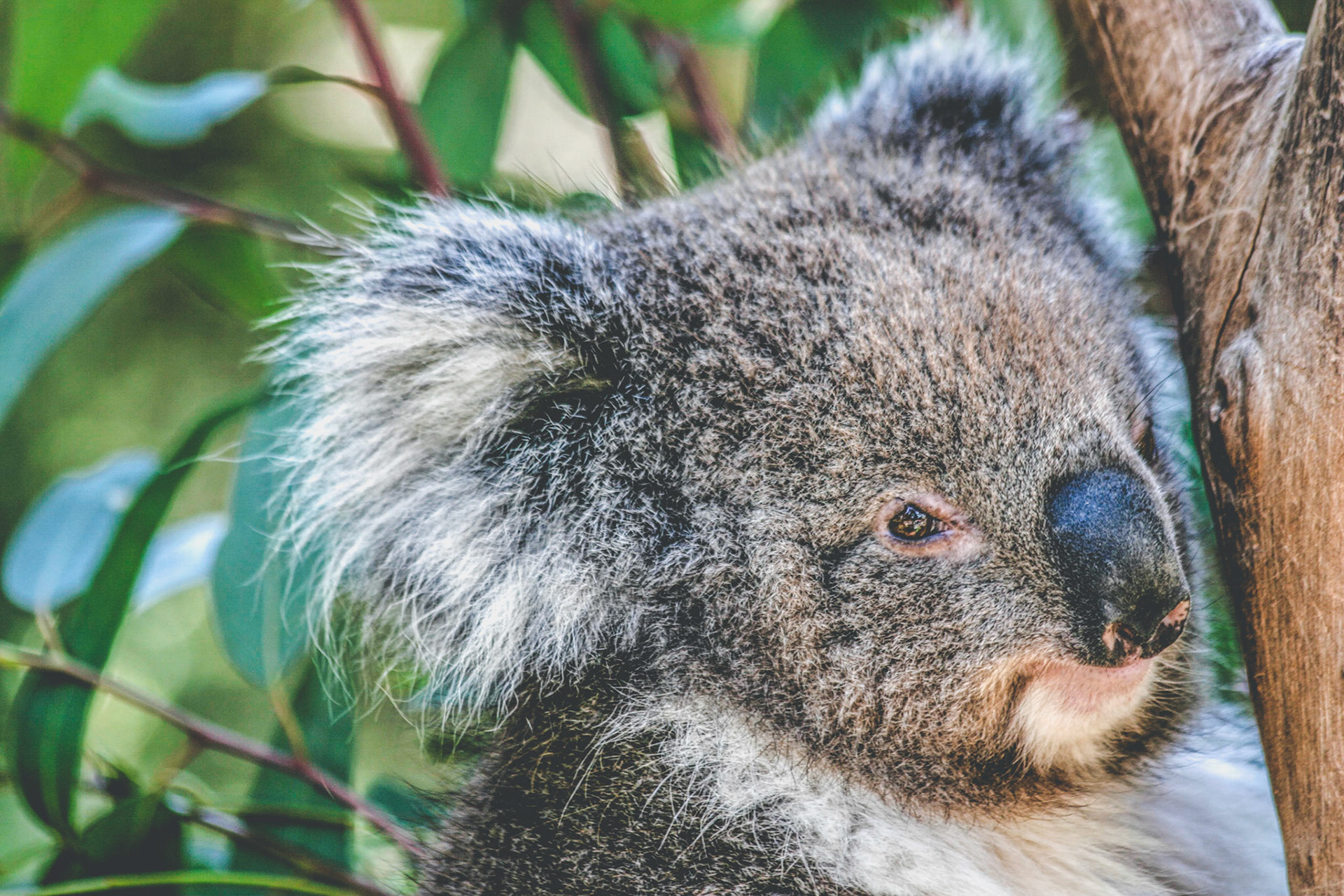 Koala  (Phascolarctos cinereus)