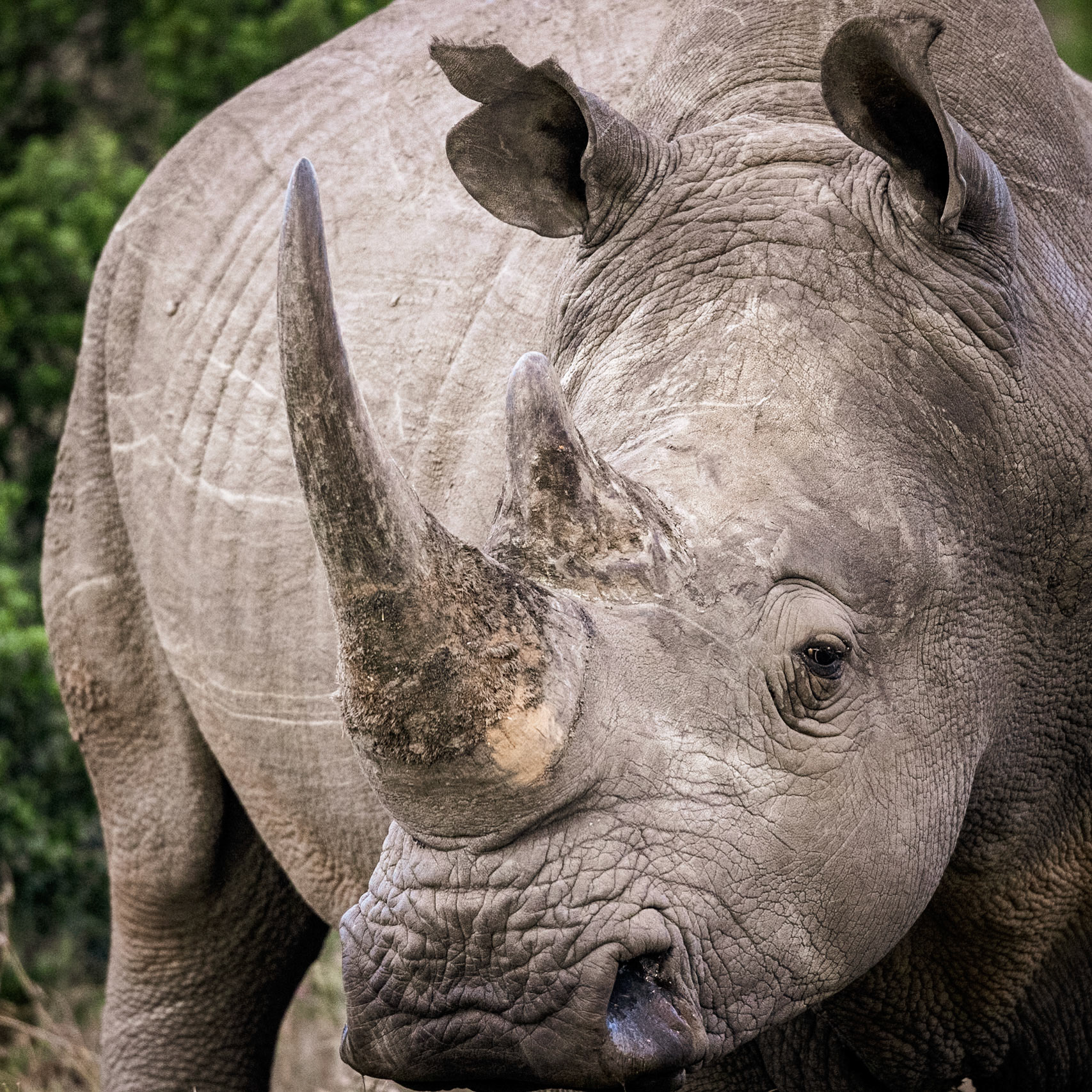 The White Rhinoceros