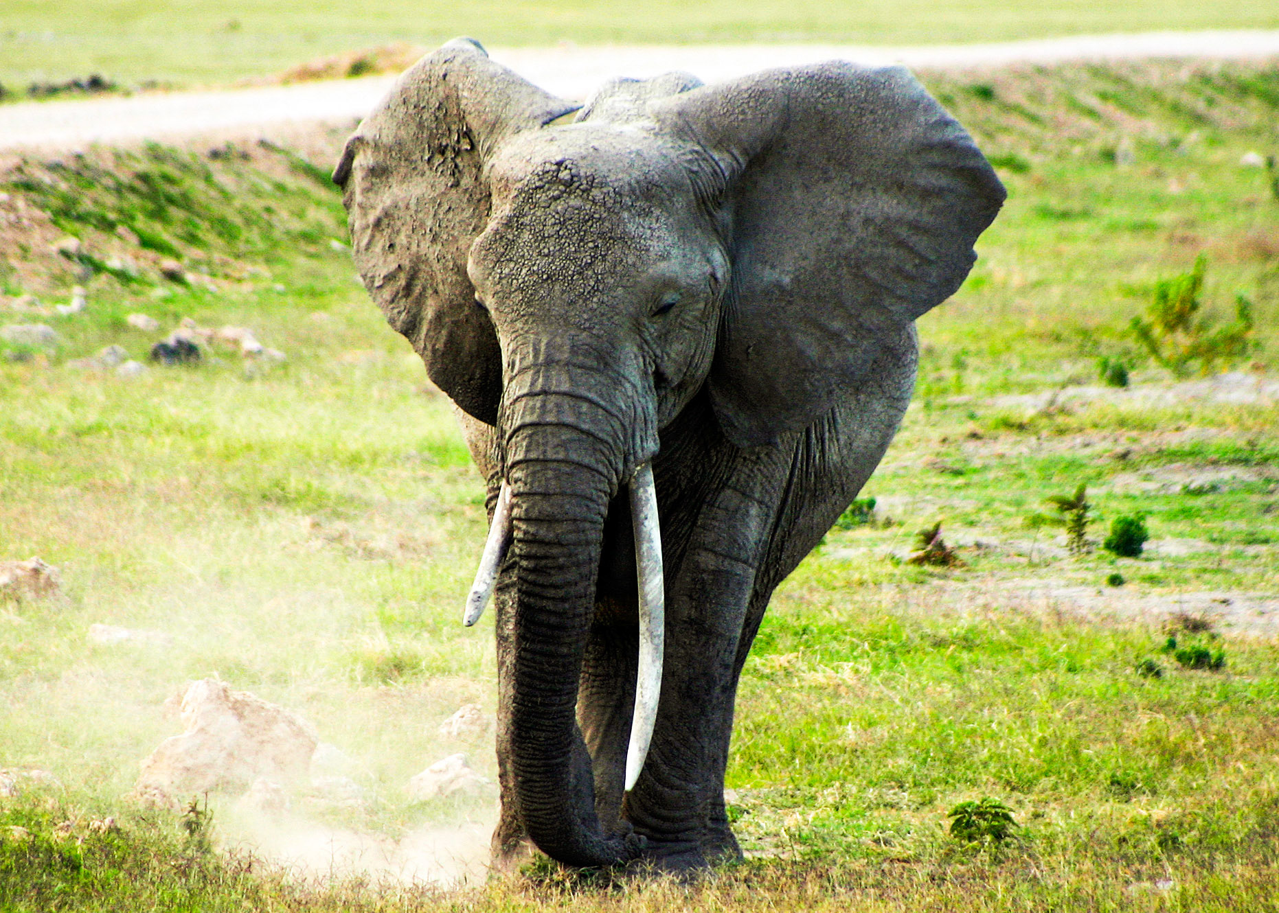 African Elephant