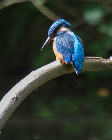 The Eurasian Kingfisher (Alcedo atthis)