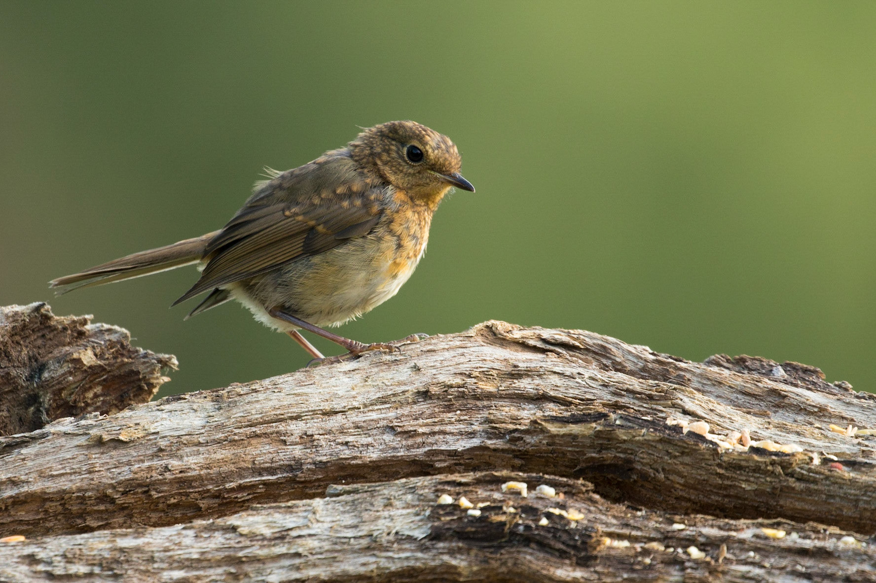 Juvenile Robin