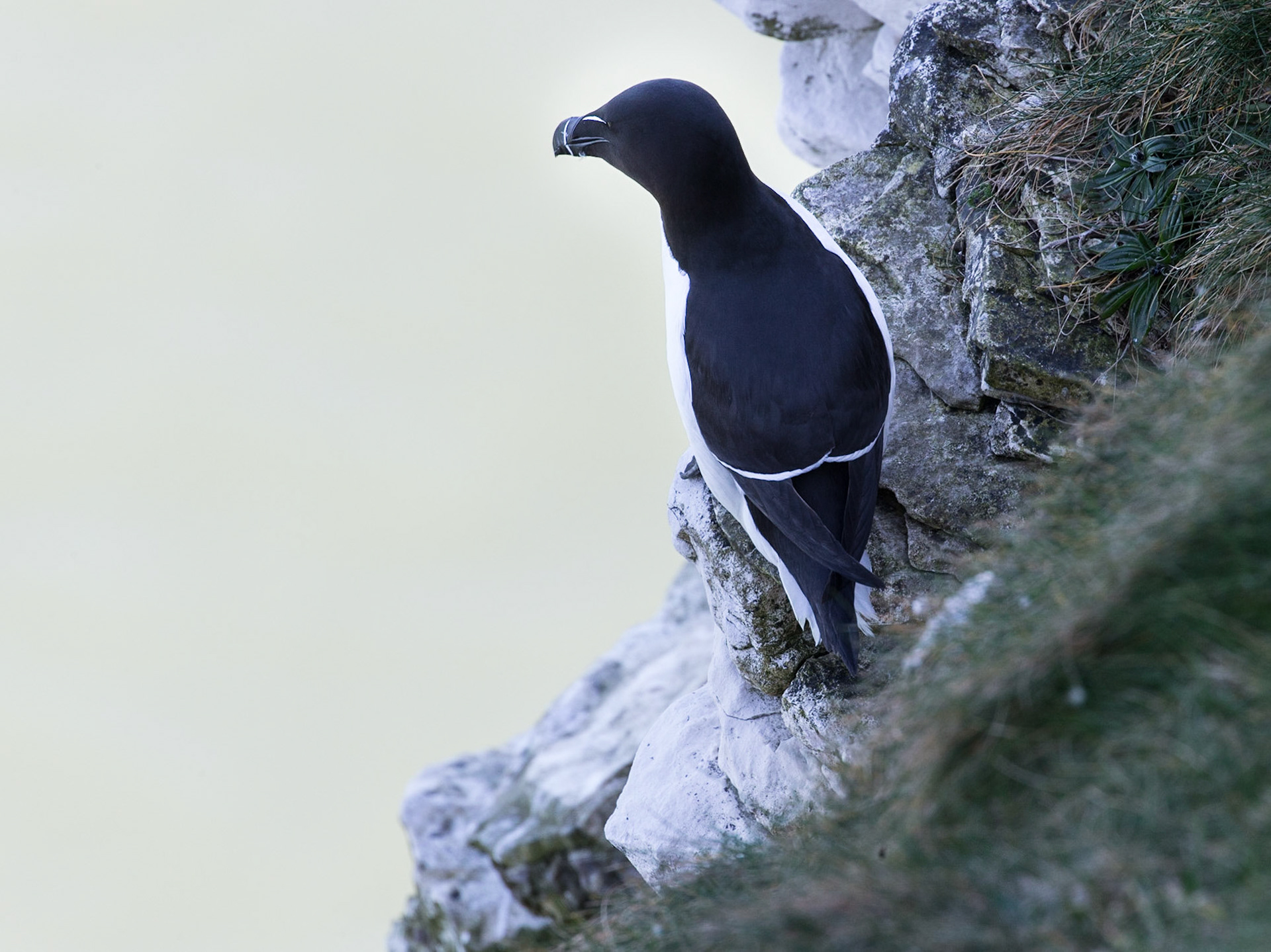The Razorbill