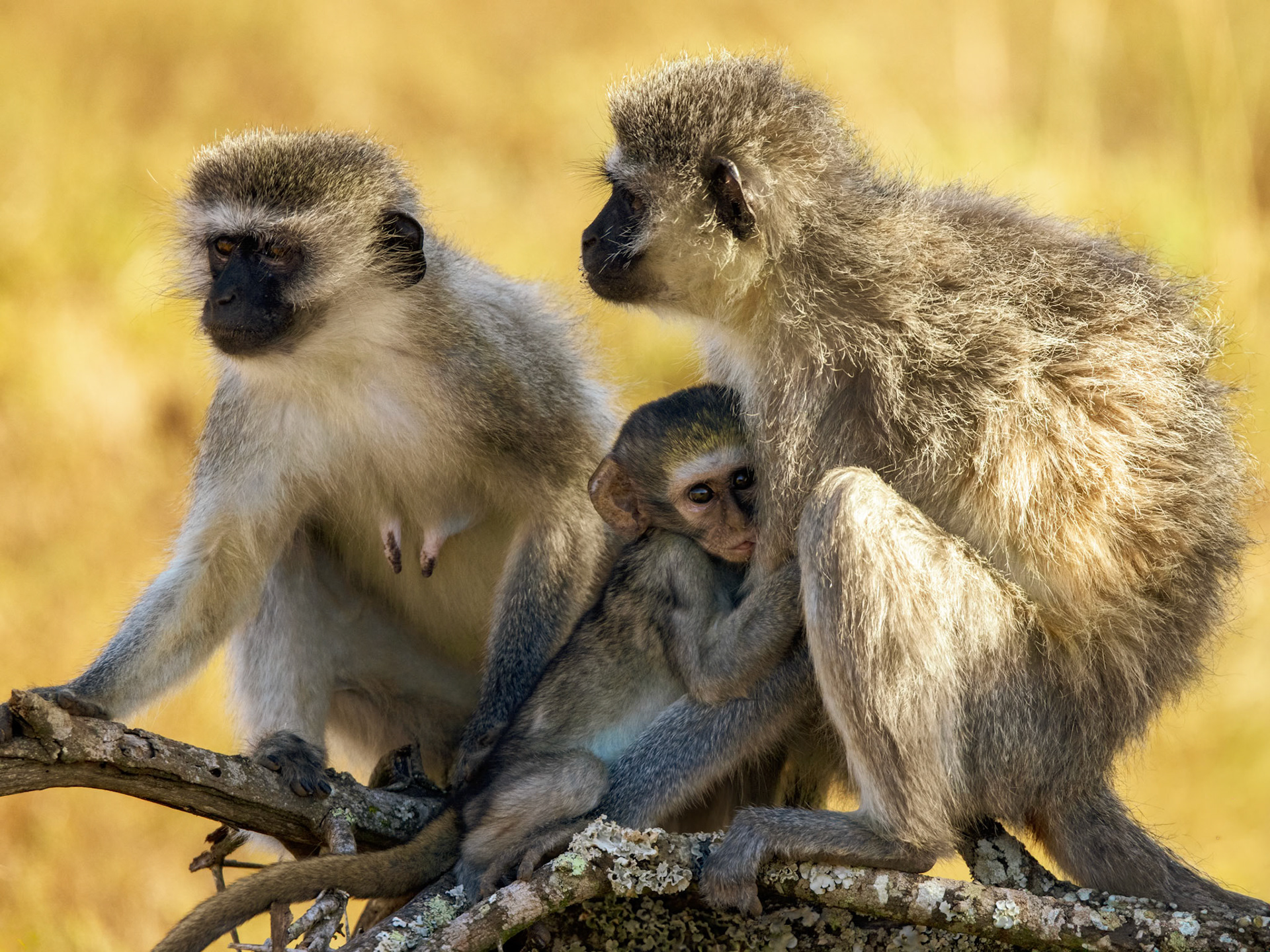 The Vervet Monkey (Chlorocebus pygerythrus)