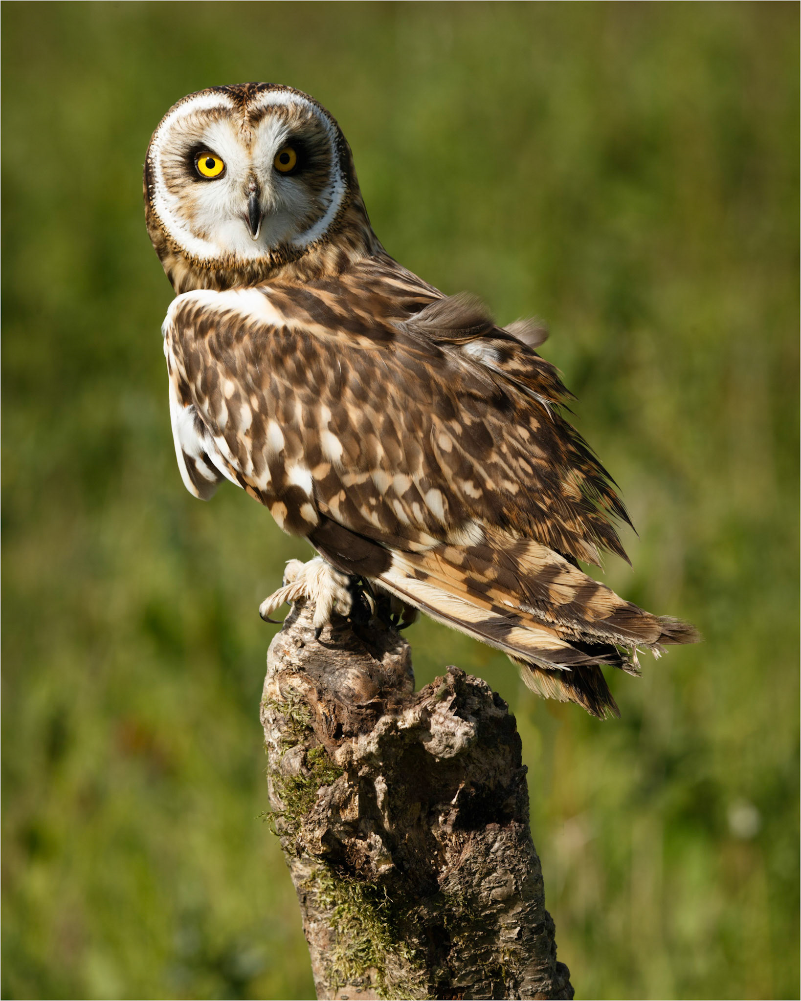 Short Eared Owl