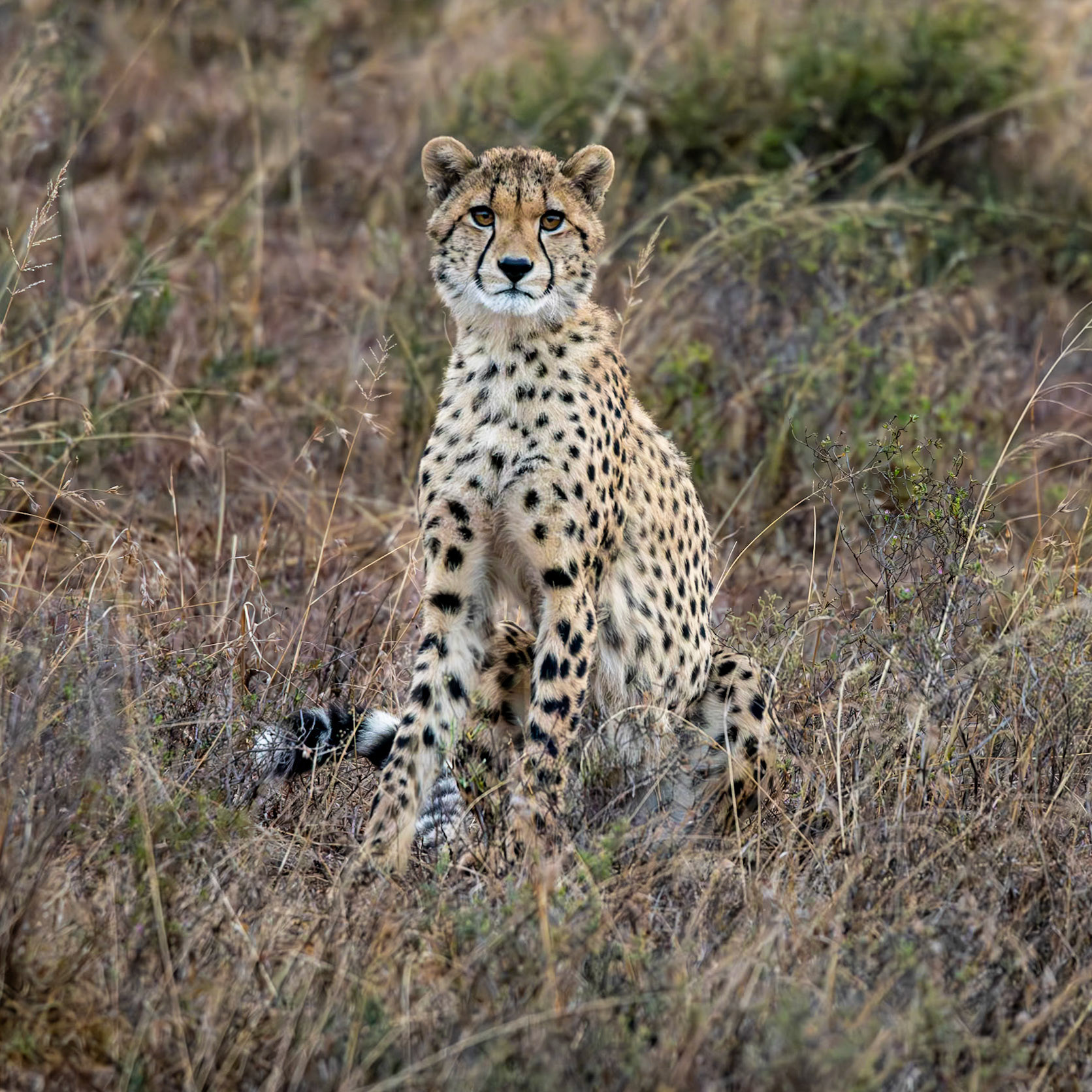 A Young Cheetah
