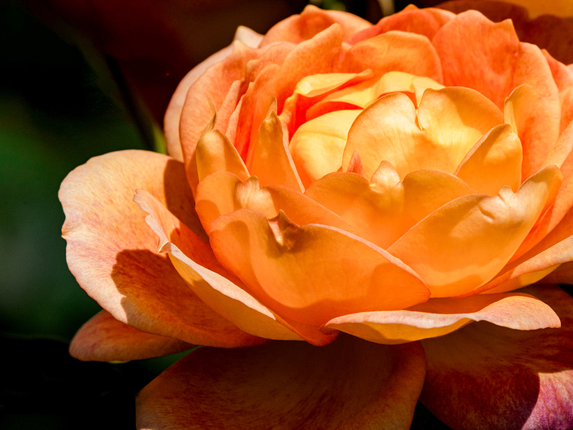 Pink Rose