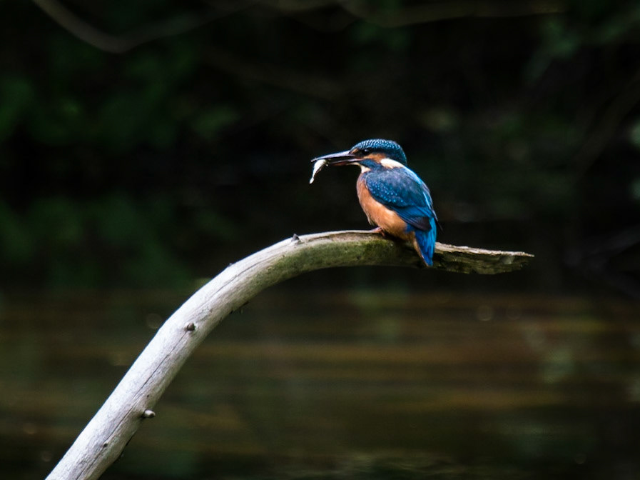 The Eurasian Kingfisher (Alcedo atthis)