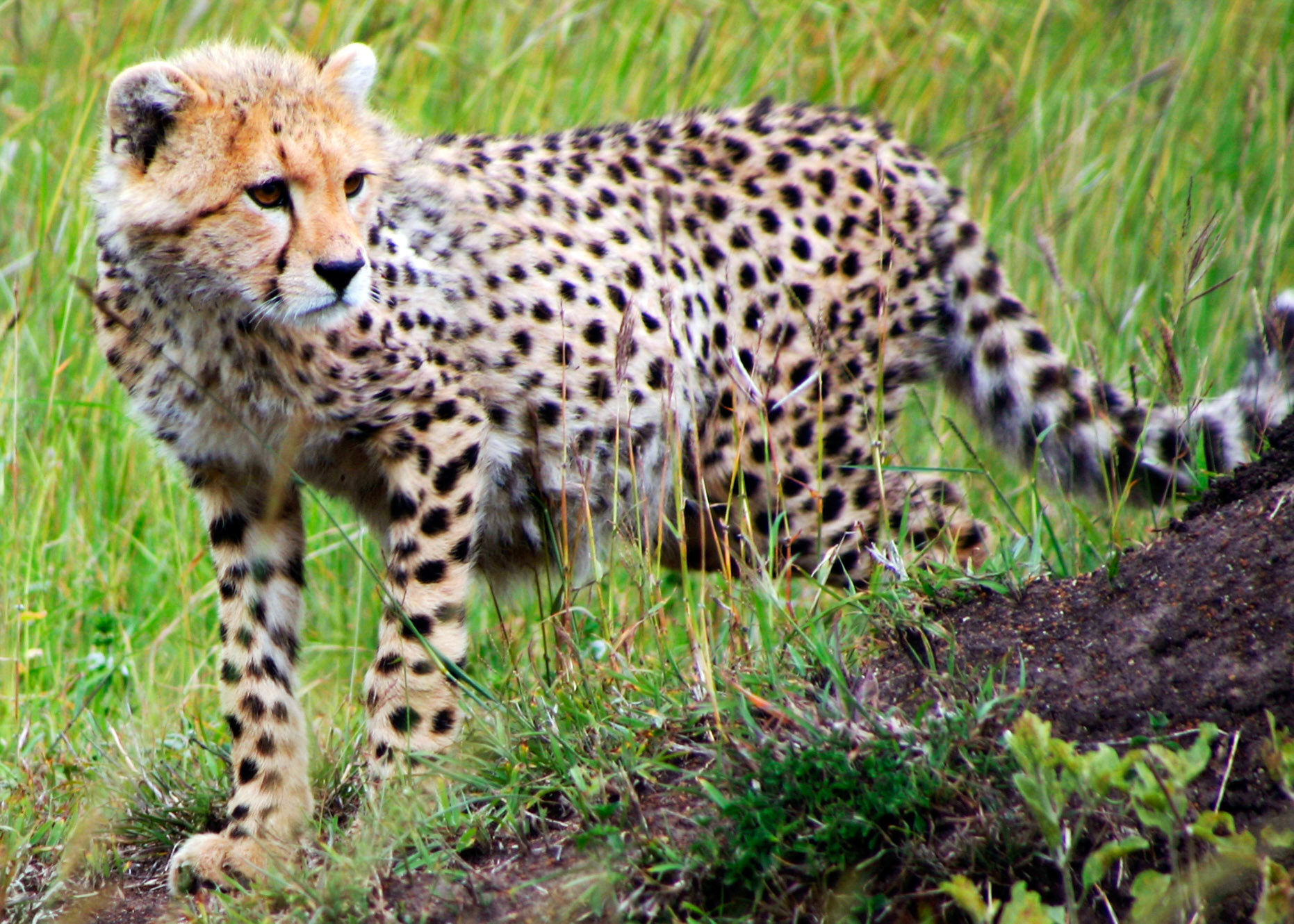 Juvenile Cheetah
