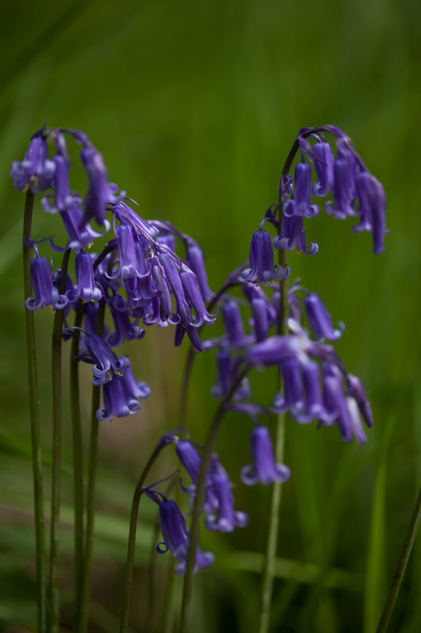 Bluebells