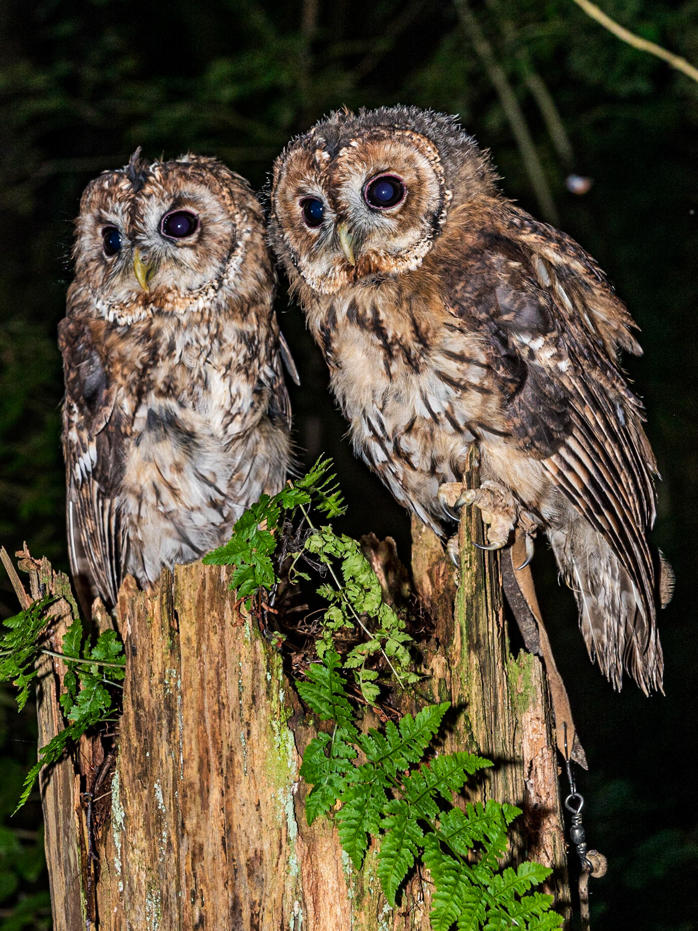 A Pair Of Tawny Owls