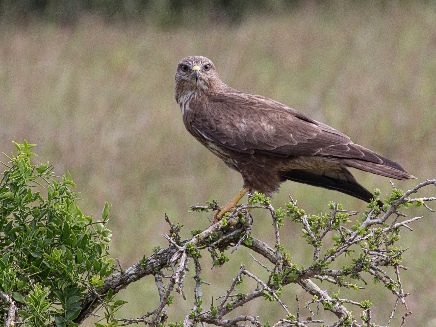 The Steppe Buzzard On The Lookout