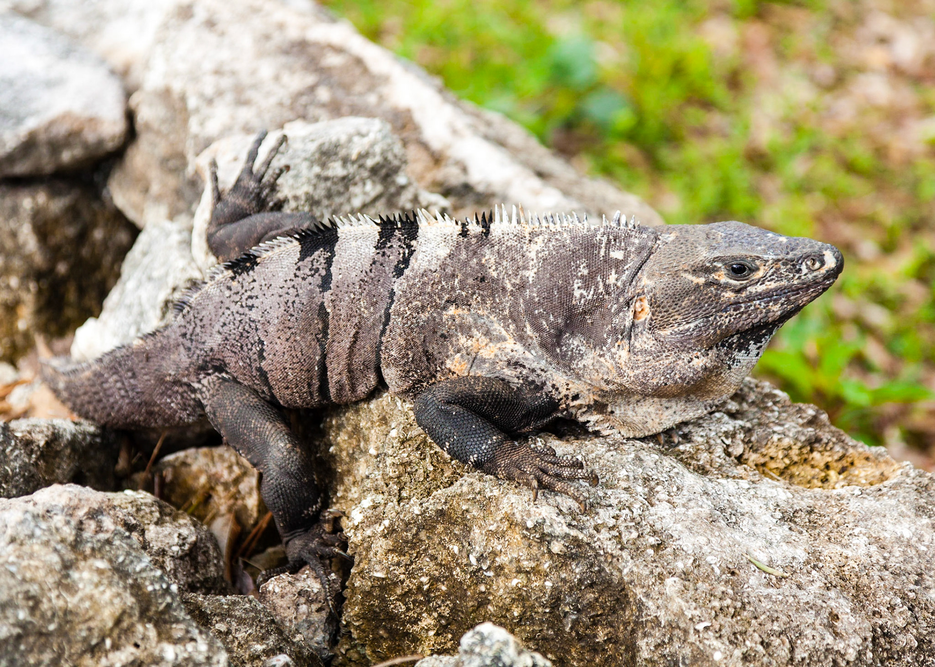 San Gervasio is an archaeological site of the pre-Columbian Maya civilization, located in the northern third of the island of Cozumel off the northeastern coast of the Yucatán Peninsula, in what is now the Mexican state of Quintana Roo. San Gervasio's pre-Hispanic name was Tantun Cuzamil, Mayan for Flat Rock in the place of the Swallows.