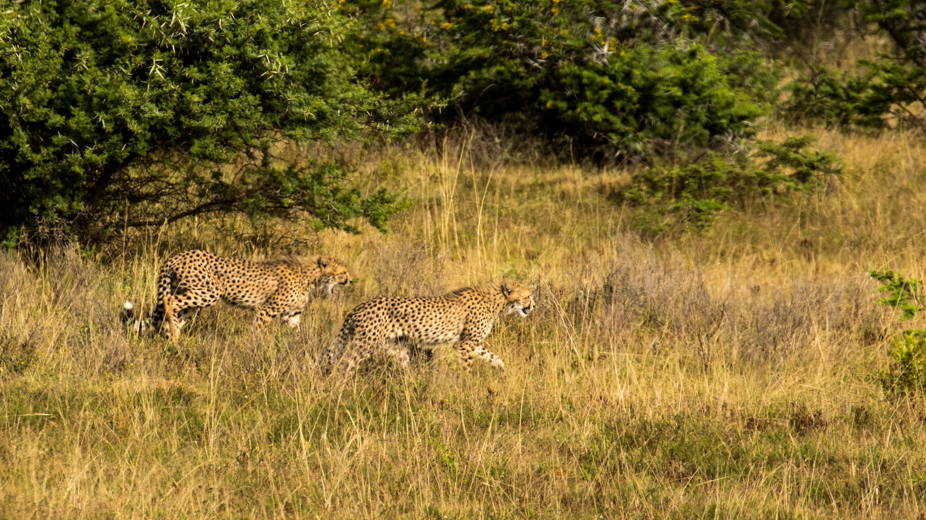 Cheetahs Starting The Chase