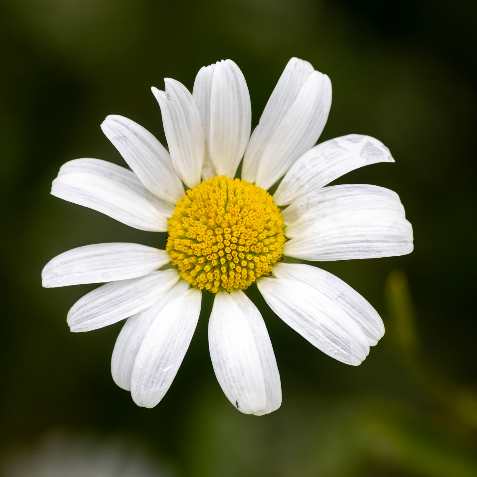 Tanacetum cinerariifolium