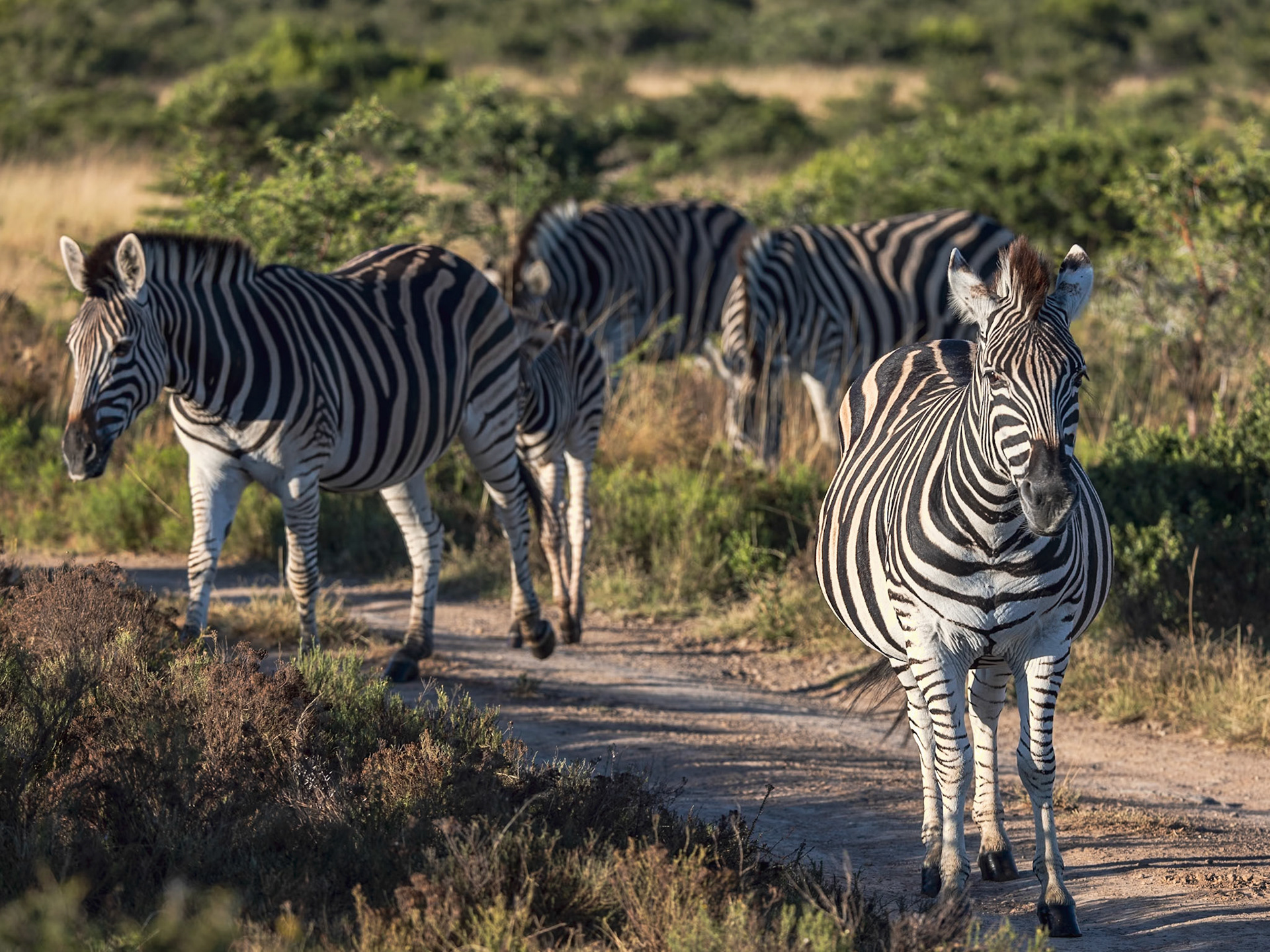 A Herd Of Zebra Blocking The Road