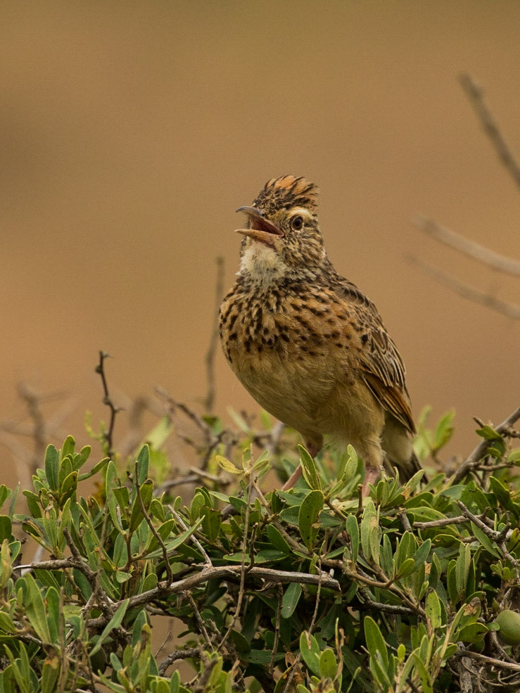 The Rufous Naped Lark Singing