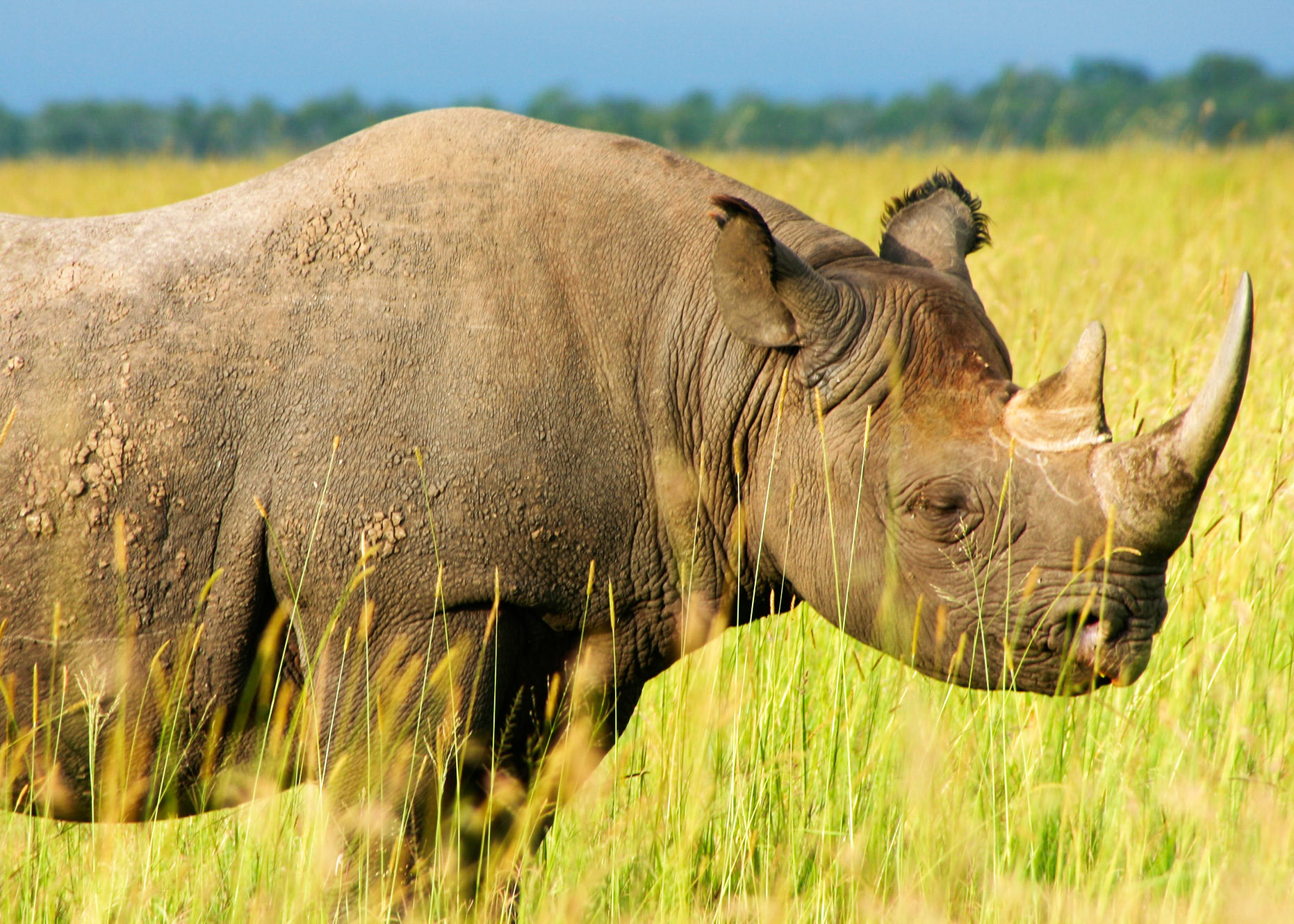 The White Rhinoceros is the largest of the five species of rhinoceros and the world's largest land mammal after the three species of elephant.