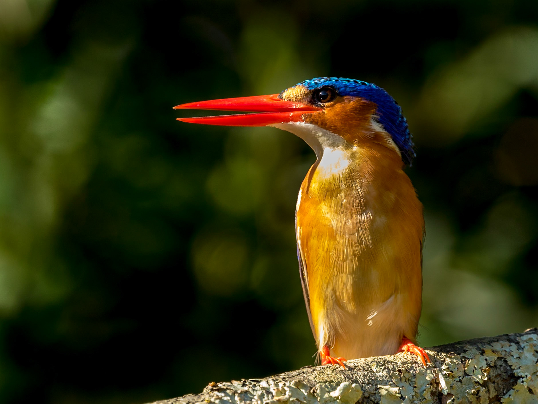 The malachite kingfisher (Corythornis cristatus) is a river kingfisher which is widely distributed in Africa south of the Sahara. It is largely resident except for seasonal climate-related movements.  This species is common to reeds and aquatic vegetation near slow-moving water or ponds. The flight of the malachite kingfisher is rapid, with the short, rounded wings whirring until they appear a mere blur.  The bird has regular perches or stands from which it fishes. These are usually low over the water. It sits upright, its tail pointed downwards. It drops suddenly with a splash and usually returns at once with a struggling captive.
