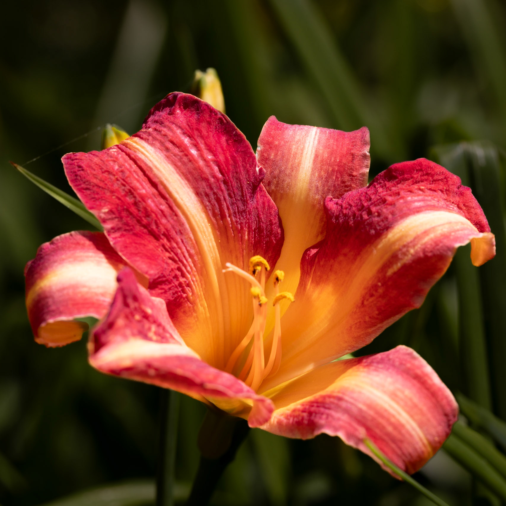 Petunia Amore