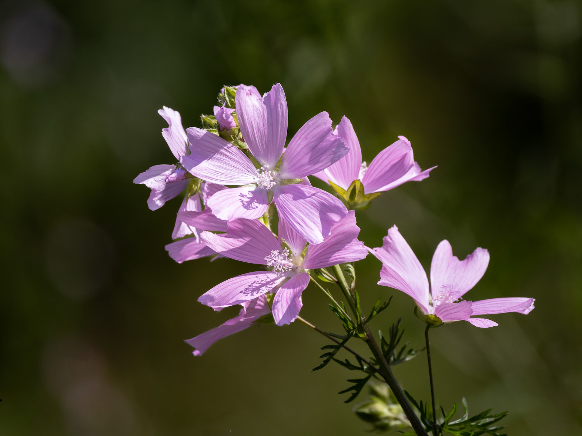 Malva moschata