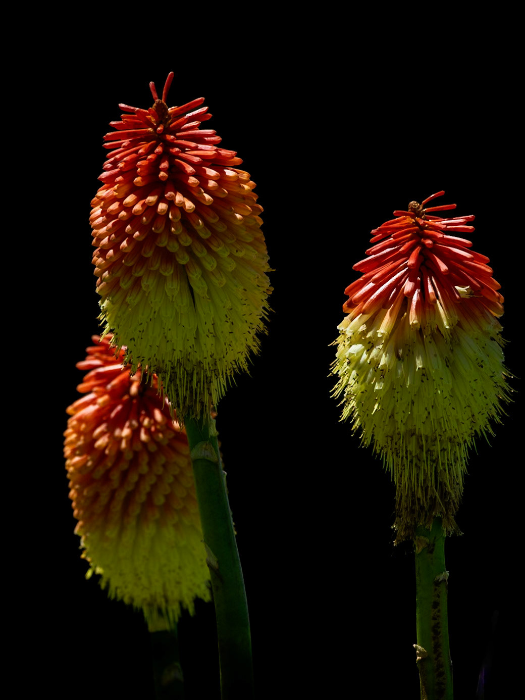 Red Hot Poker (Kniphofia)