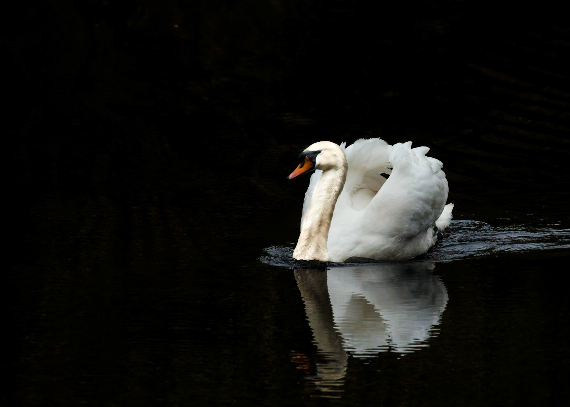 Swan