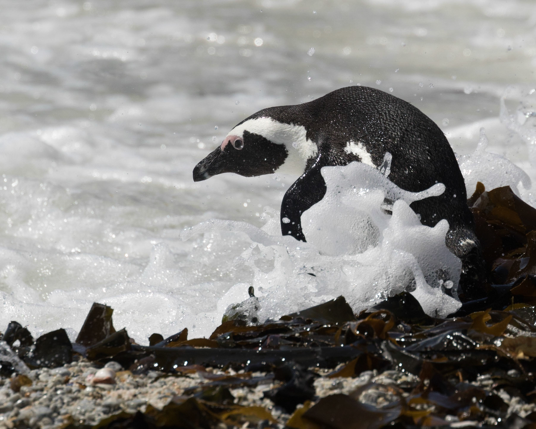 Boulders Beach is located a few kilometres to the south of Simon's Town, in the direction of Miller's Point. Here small coves with white sandy beaches and calm shallow water are interspersed between boulders of Cape granite. There has been a colony of African penguins at Boulders Beach since 1985.  The African penguin (Spheniscus demersus), also known as the jackass penguin and black-footed penguin is a species of penguin, confined to southern African waters.