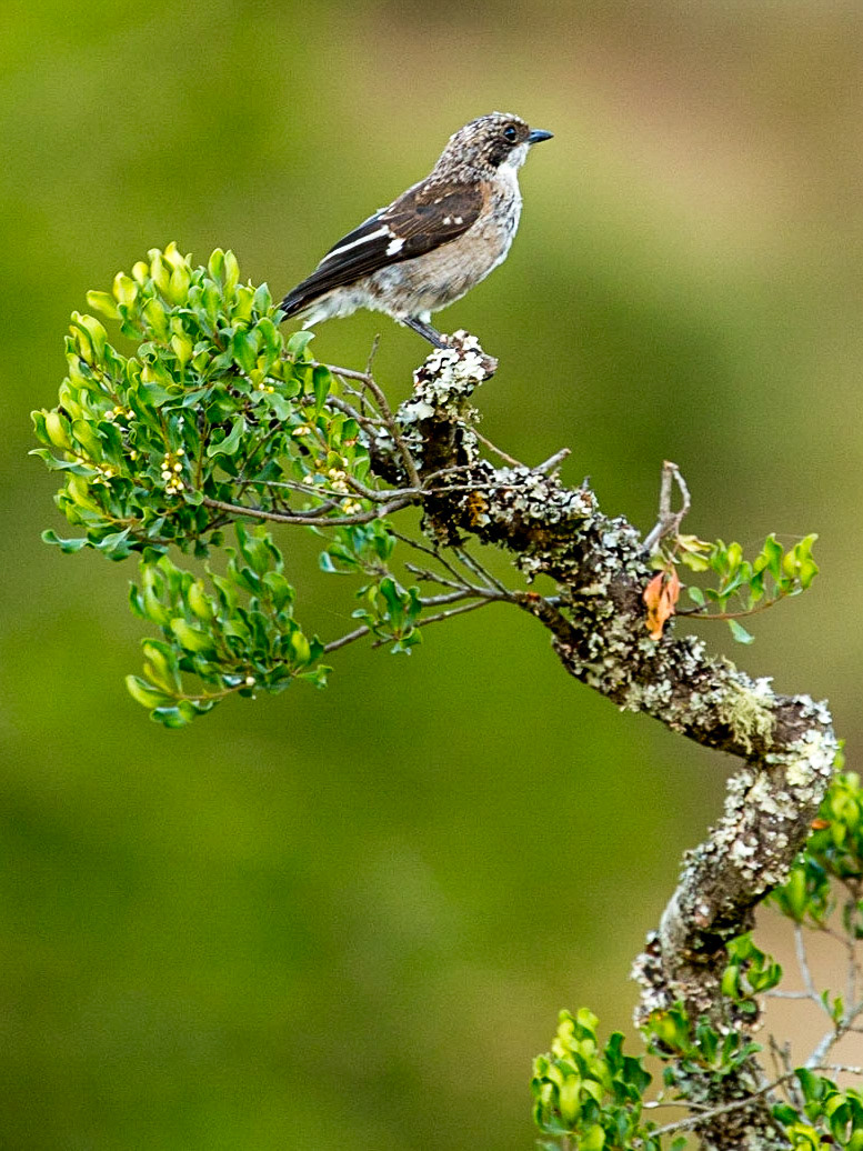 The Fiscal Flycatcher