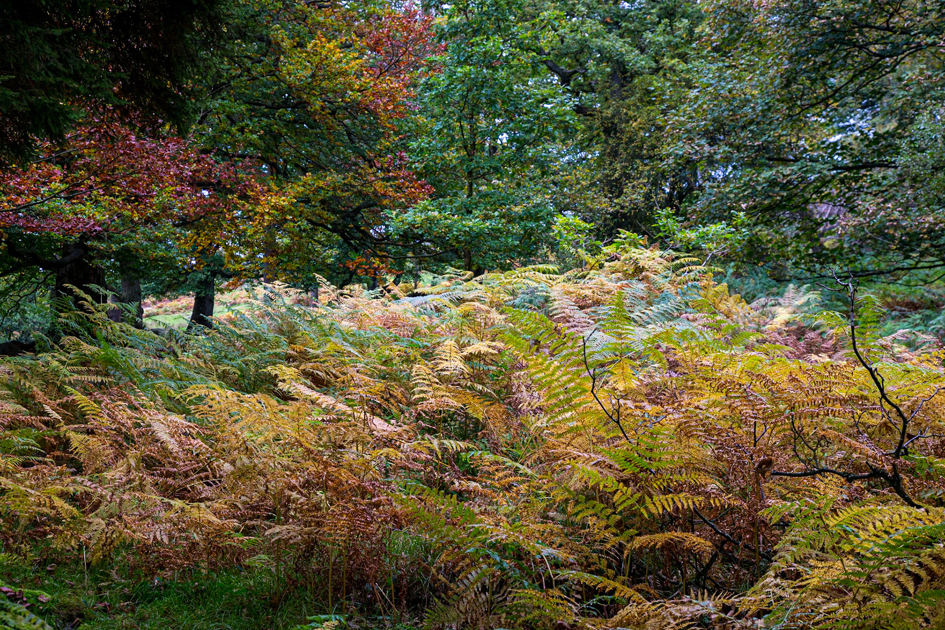 Surprise View Derbyshire