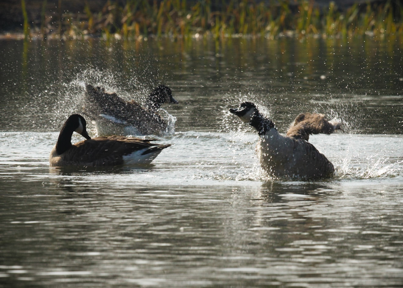 Canada Geese