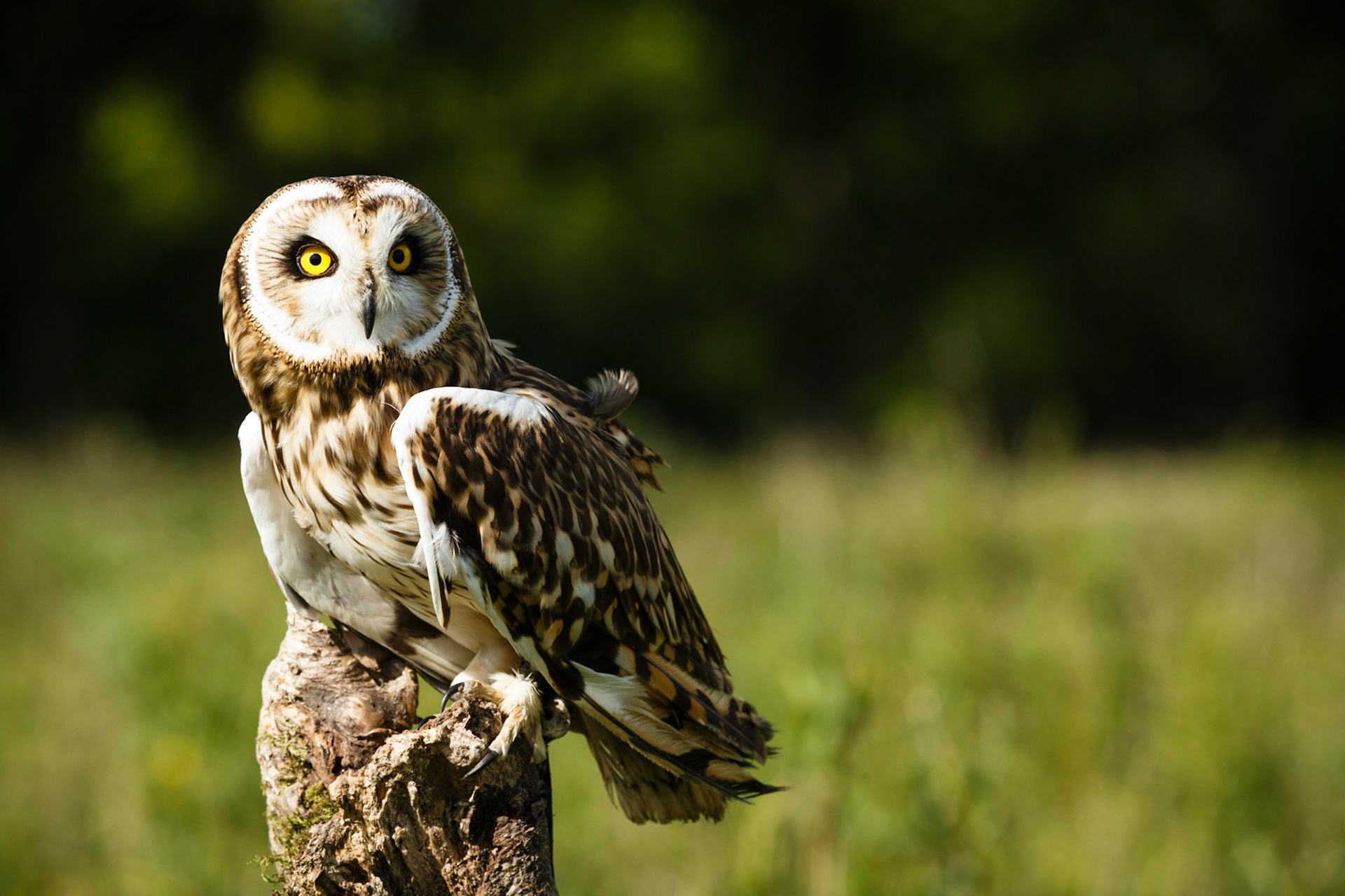 Short Eared Owl