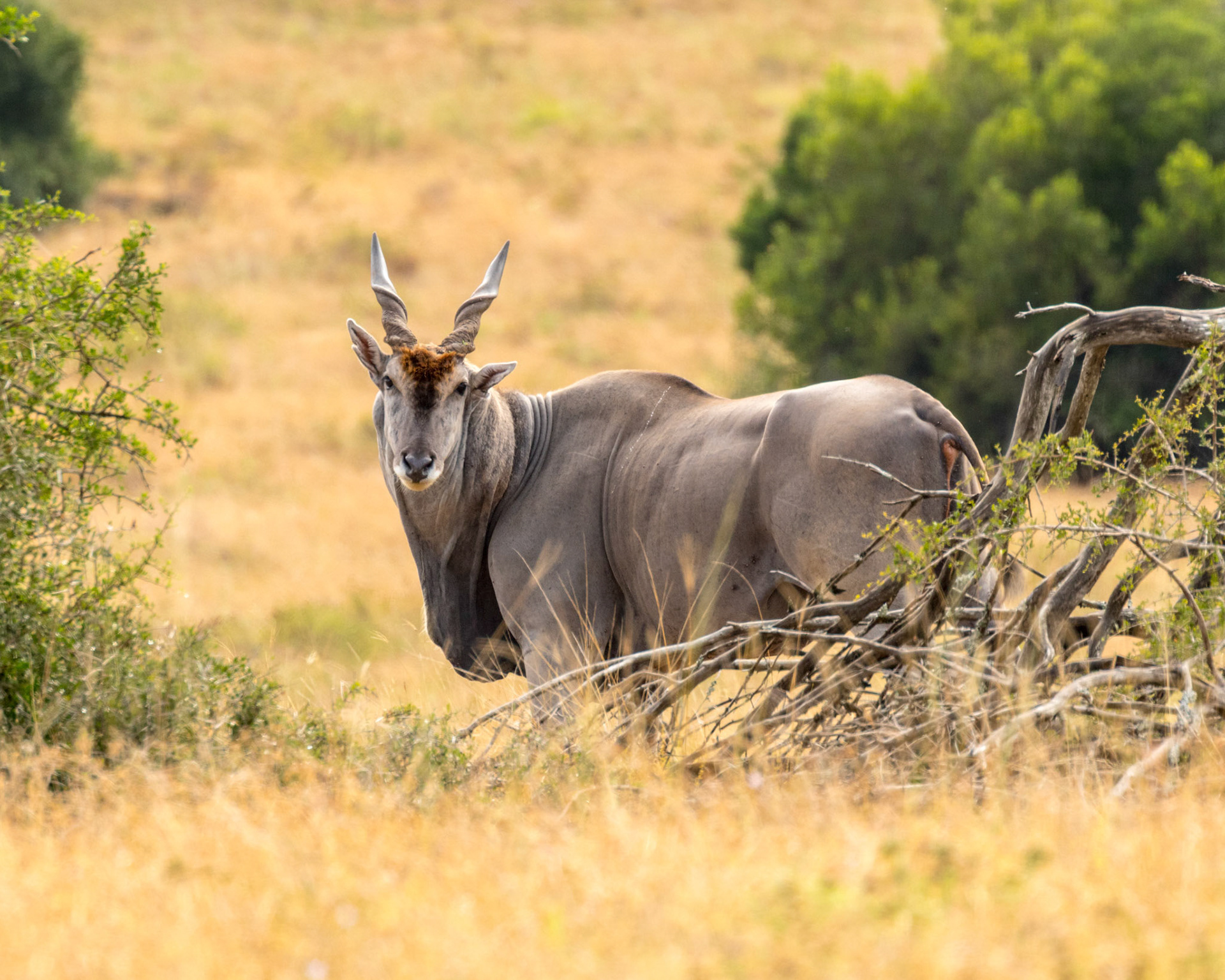 The common eland (Taurotragus oryx), also known as the southern eland or eland antelope