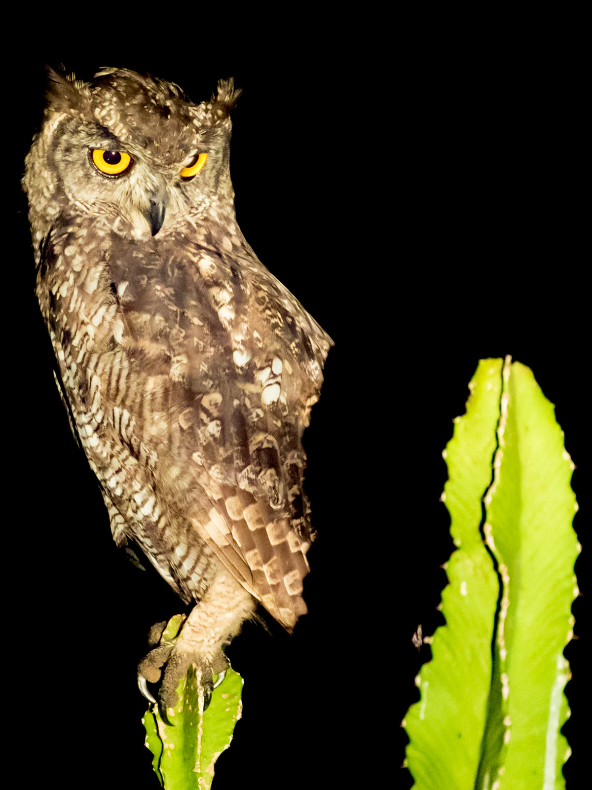 The Eagle Owl is the largest owl in the world. As the biggest of all the Owls the Eagle owl is easily recognised by its huge size and wingspan. Very similar to a huge Long Eared owl. The Eagle Owl is a pale sand colour underneath with streaks of dark Brown or grey. Greyish head with a large powerful beak and large orange or yellow eyes and two ear tufts extending from over the eyes. They have huge powerful feet and talons.  They are usually found alone or in pairs and mainly from Kwazulu-Natal Northwards. They will be found living in tree lining drainage lines and watercourses. Their call is a deep gruff hooting call hryu hryu hooo. They rarely hunt by day and roosts in larger trees, preferably in the shade.