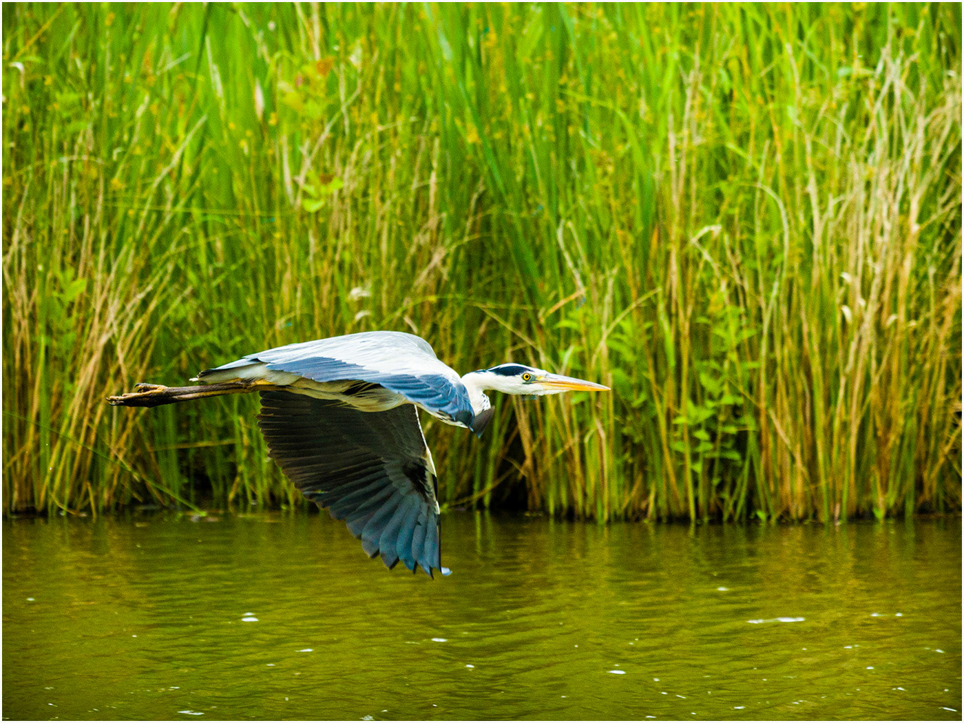 Heron In Flight