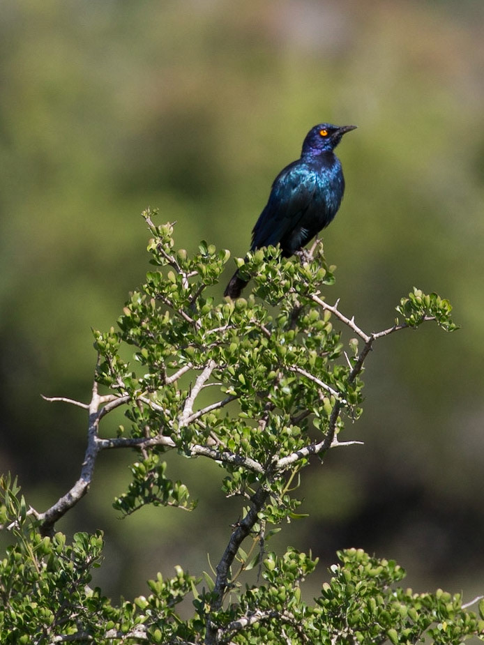 The Cape Glossy Starling