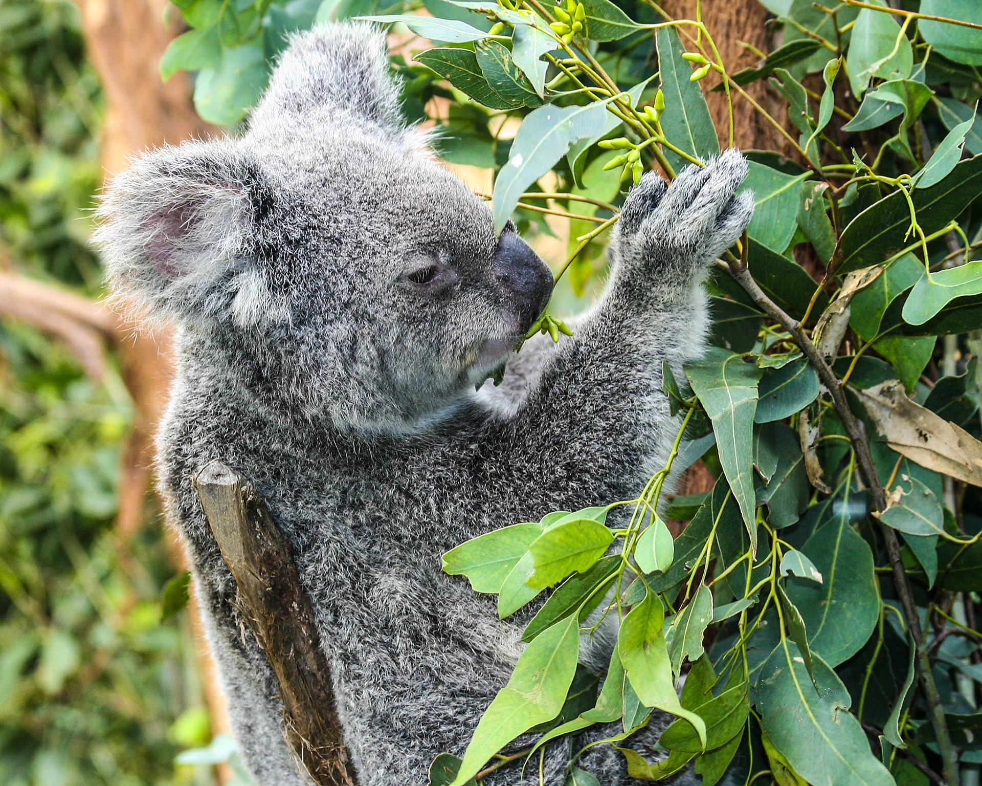 Koala (Phascolarctos cinereus) In A Eucalyptus Tree