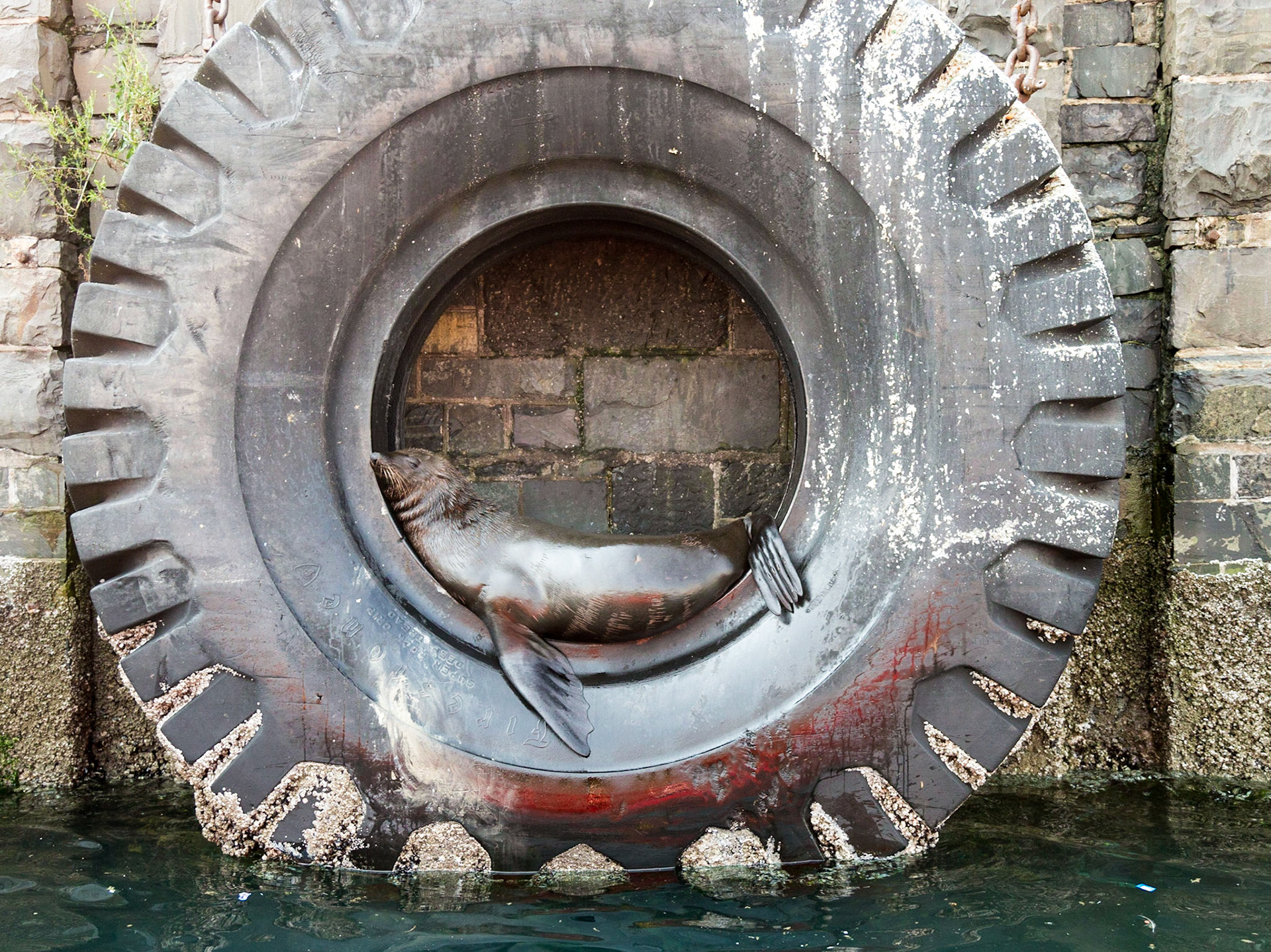Cape Fur Seals would ordinarily shack up on off shore islands, but these fluffy sea creatures obviously have impeccable taste, as they’ve made the Victoria and Alfred Waterfront their home. They can be found inside old tyres lining the quayside.