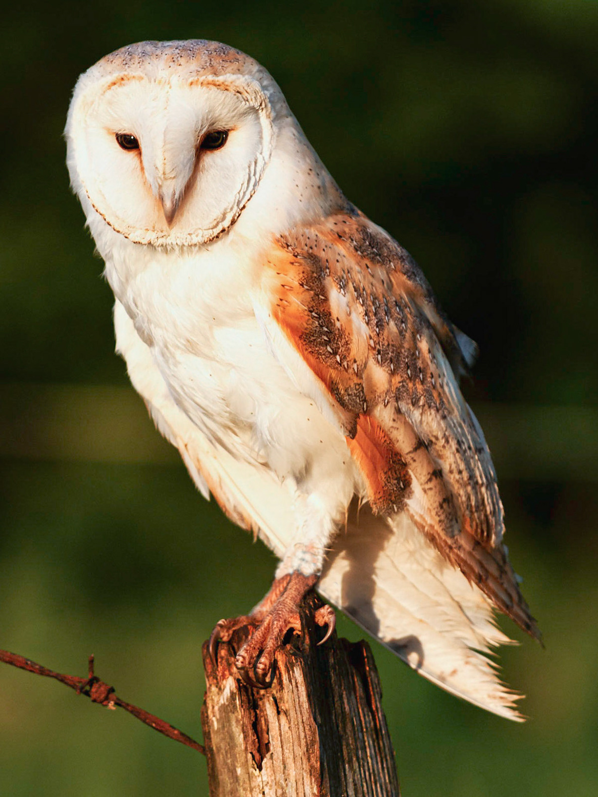 Barn Owl