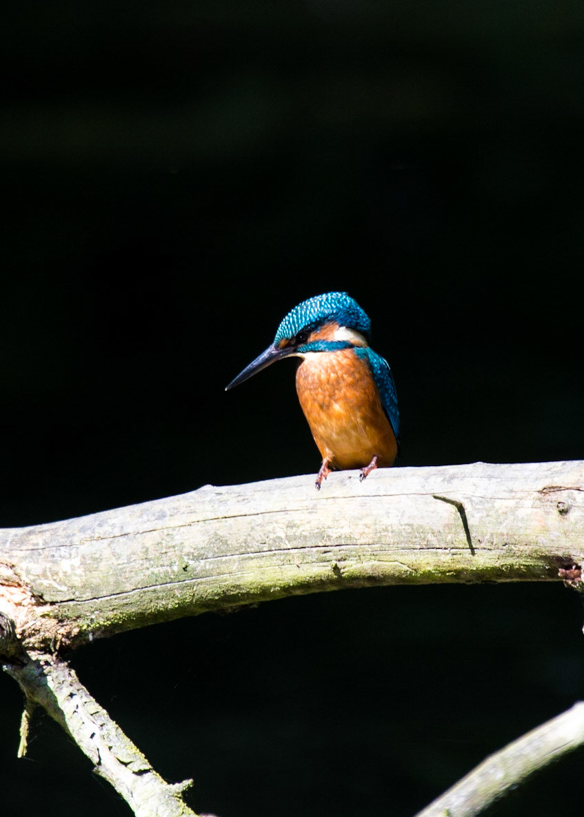 The Eurasian Kingfisher (Alcedo atthis)