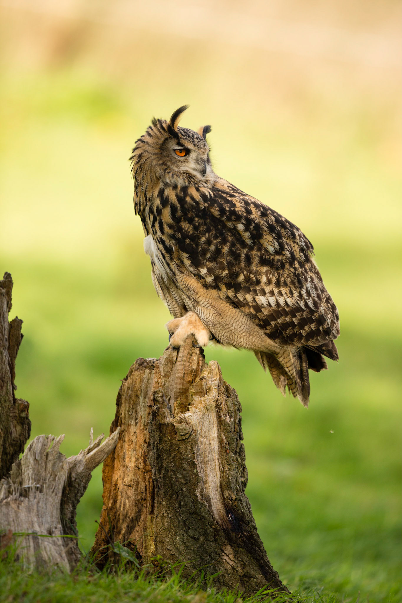 Long Eared Owl
