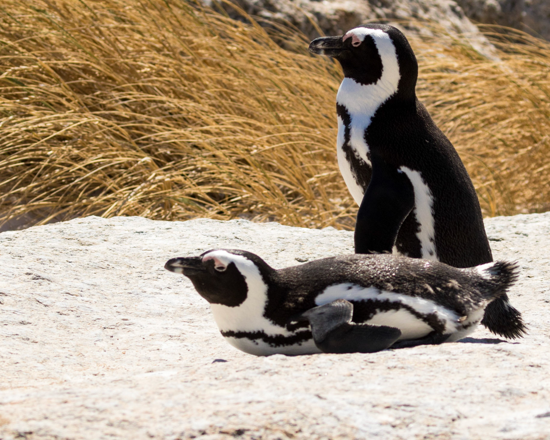 Boulders Beach is located a few kilometres to the south of Simon's Town, in the direction of Miller's Point. Here small coves with white sandy beaches and calm shallow water are interspersed between boulders of Cape granite. There has been a colony of African penguins at Boulders Beach since 1985.  The African penguin (Spheniscus demersus), also known as the jackass penguin and black-footed penguin is a species of penguin, confined to southern African waters.