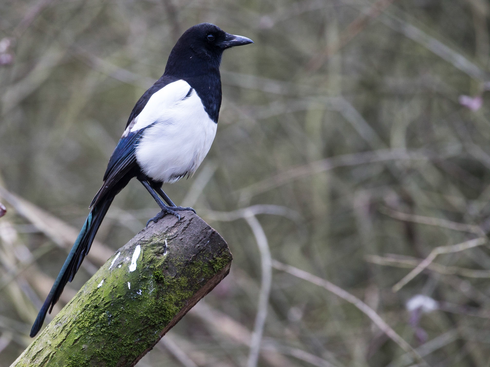 Magpie