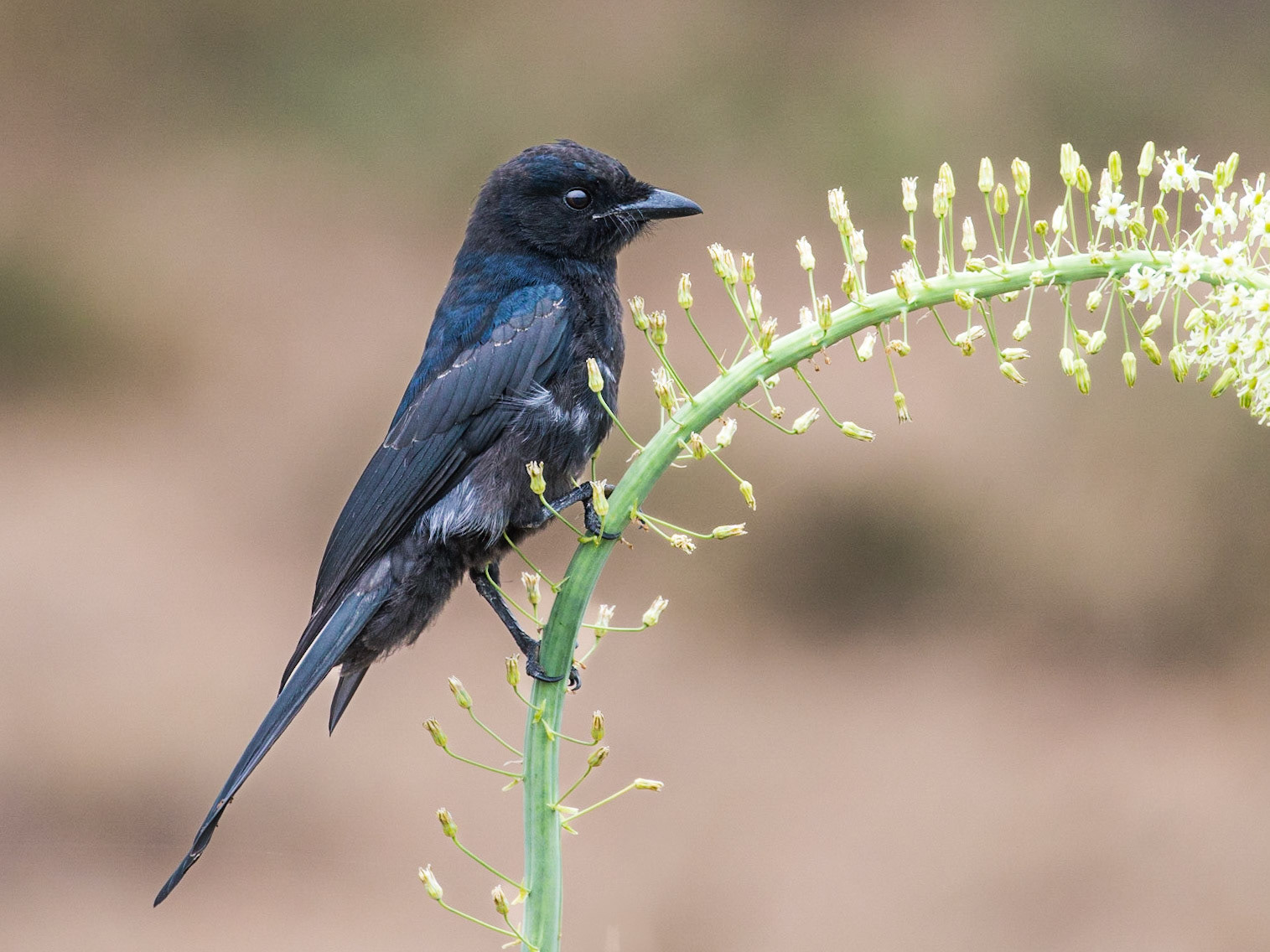The Fork Tailed Drongo On A Drimia Maritima Plant