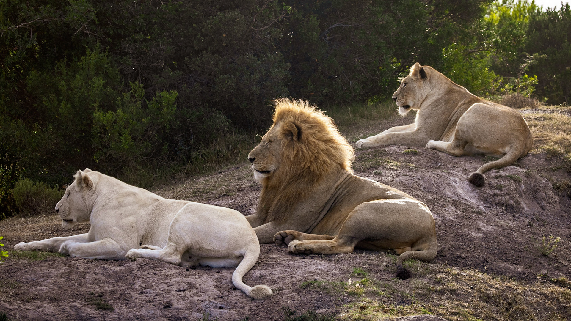 Three Lions Watching The Waterhole