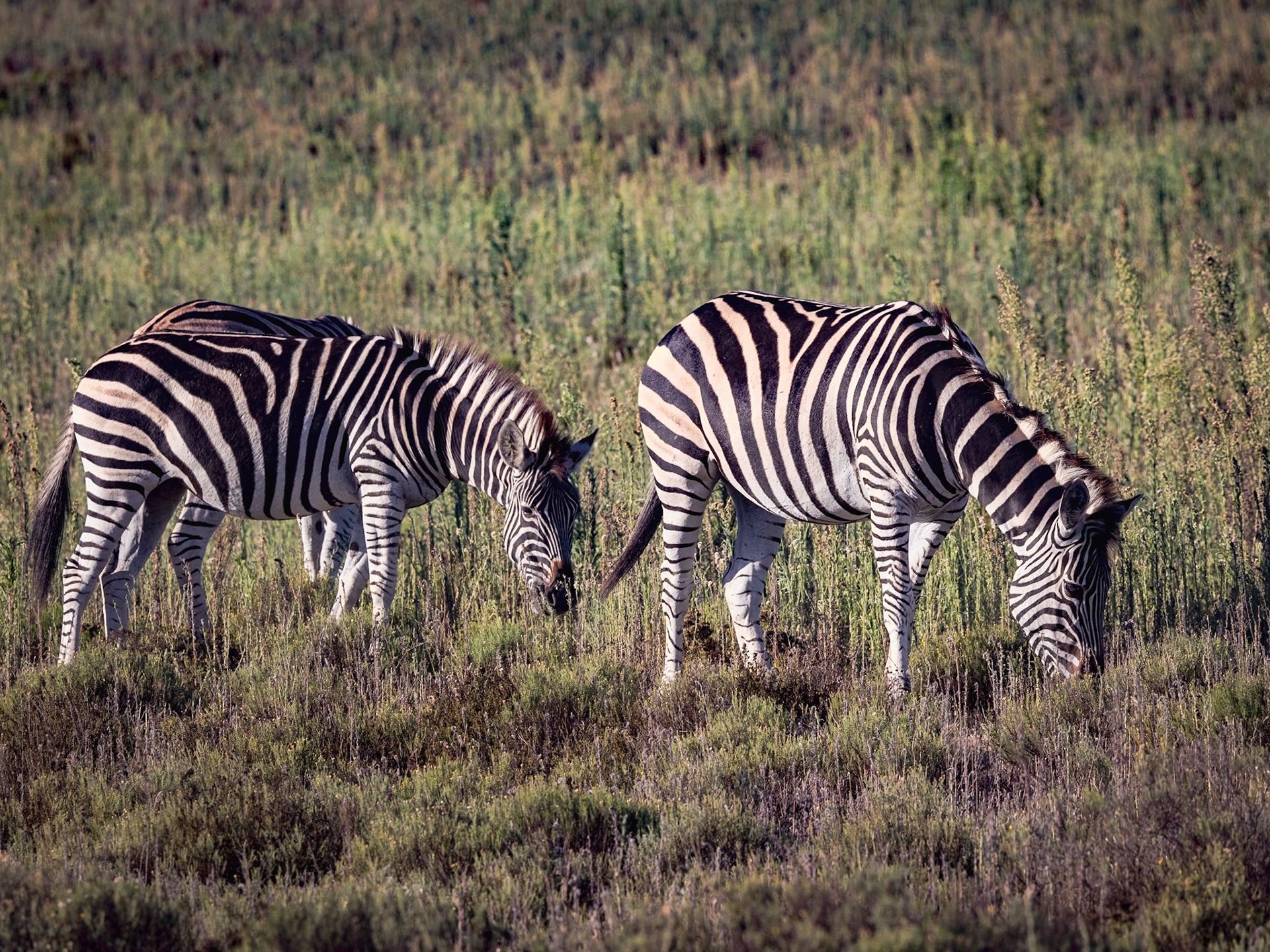 A Pair Of Zebra